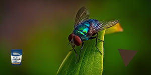 Which fly repellent products effectively eliminate flies ?