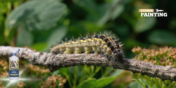 Les chenilles processionnaires sont-elles dangereuses ?